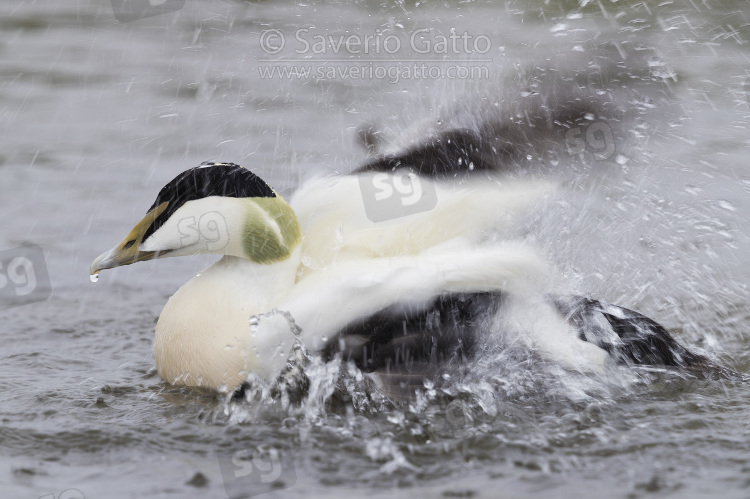 Common Eider