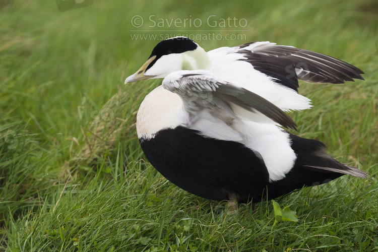 Common Eider