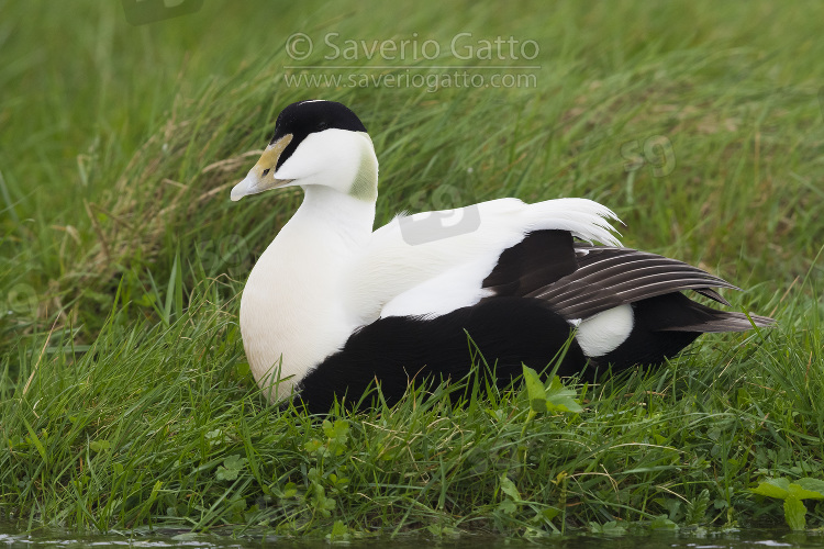 Common Eider