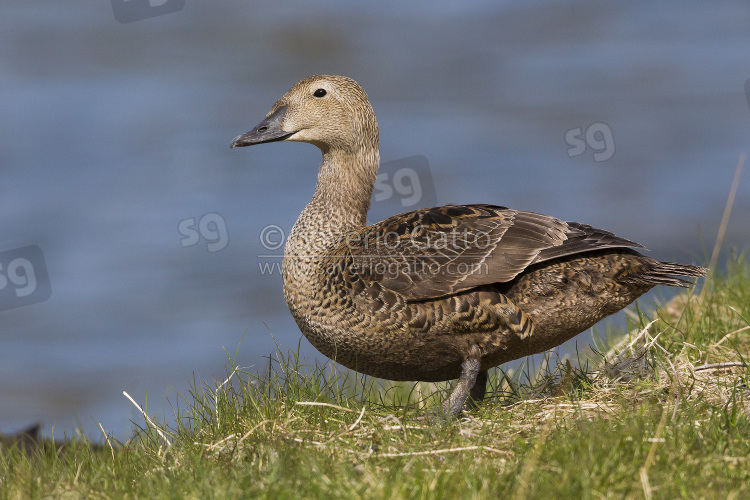 King Eider, female standing on the grass