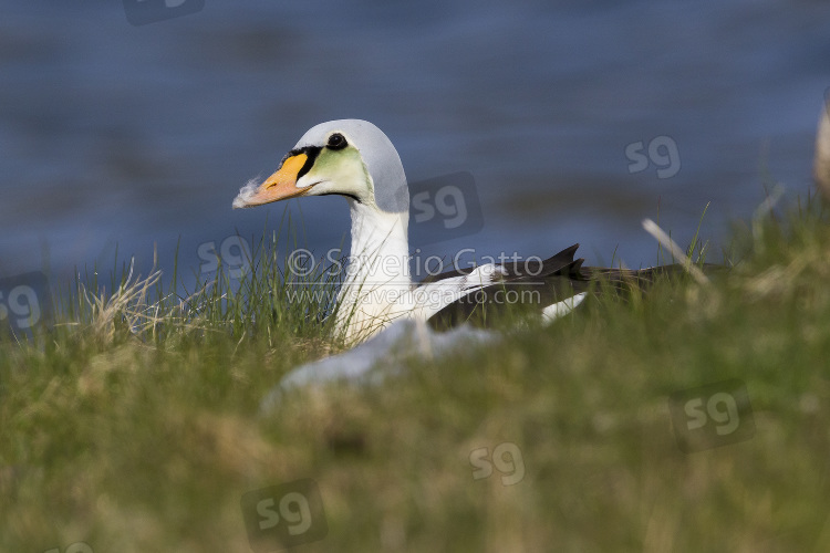 King Eider, immature male sitting on the grass