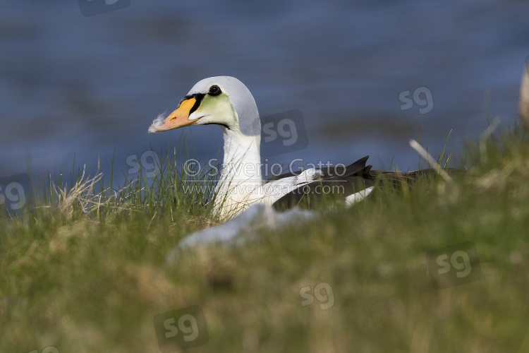 King Eider