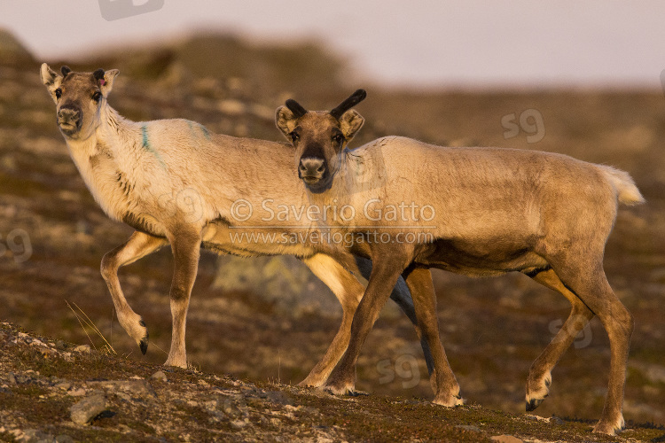 Reindeer