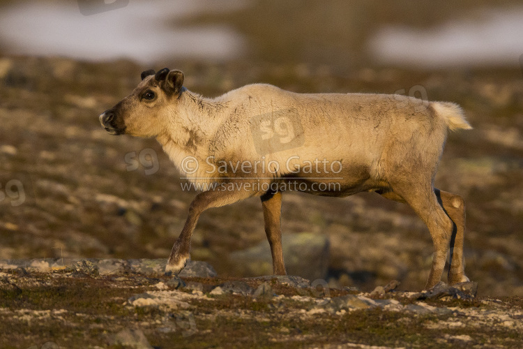 Reindeer