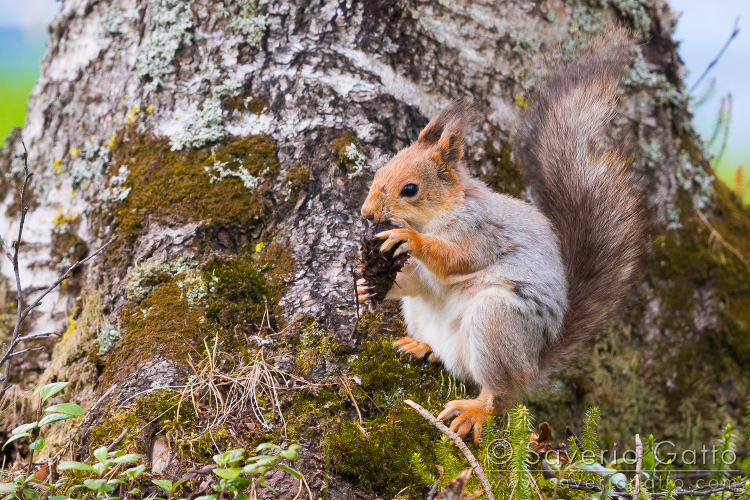 Red Squirrel, adult feeding on a pine cone