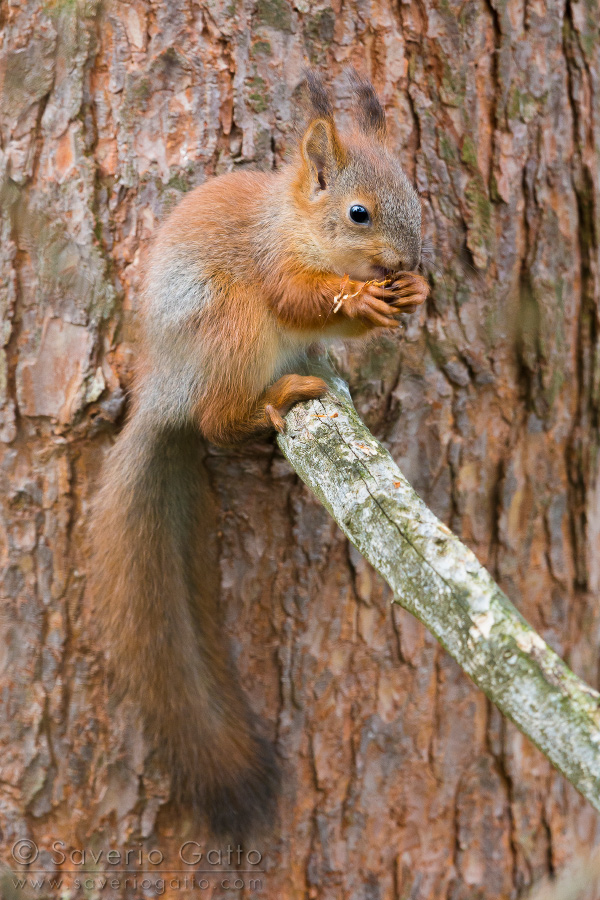 Red Squirrel, adult feeding and sitting on a pine branch