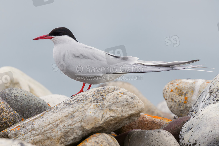 Arctic Tern