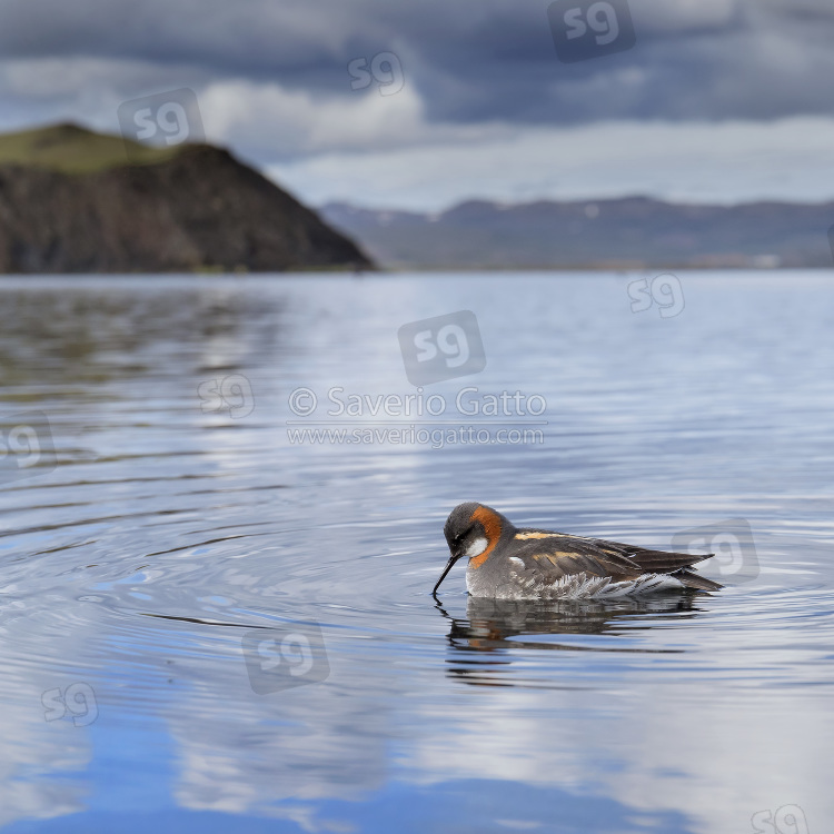 Red-necked Phalarope