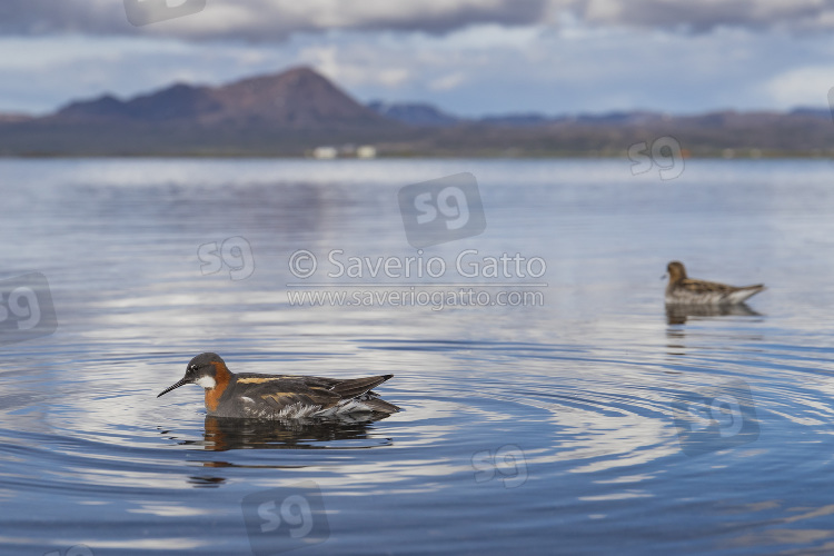 Red-necked Phalarope