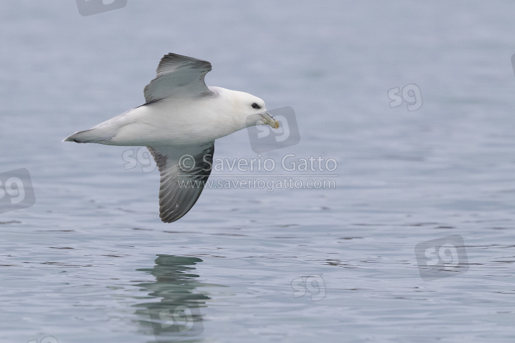 Northern Fulmar