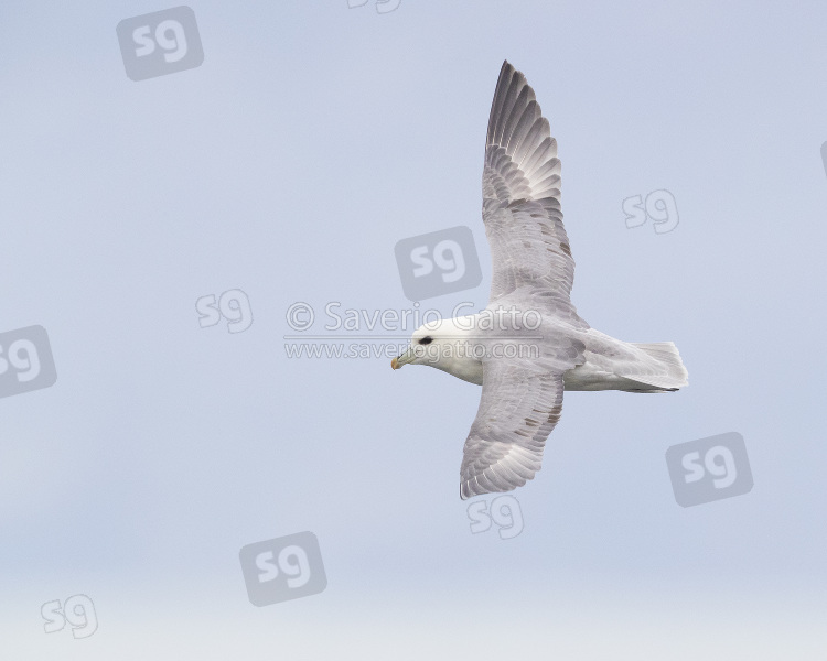 Northern Fulmar