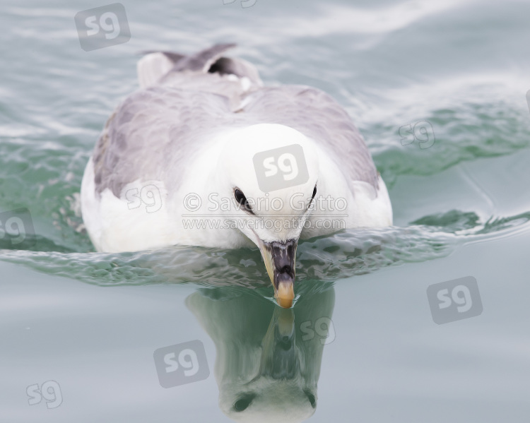 Northern Fulmar