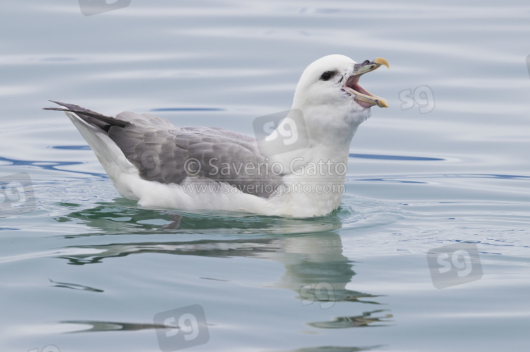 Northern Fulmar