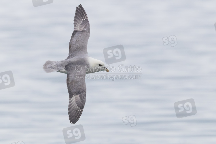 Northern Fulmar