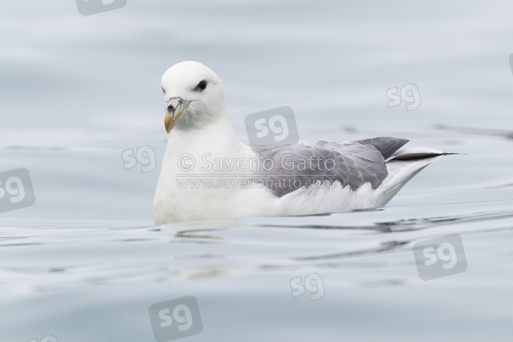 Northern Fulmar