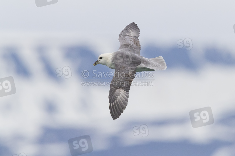 Northern Fulmar