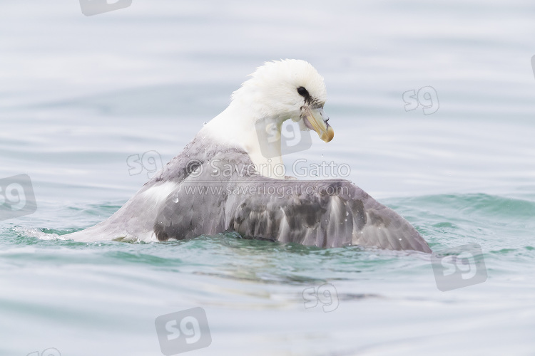 Northern Fulmar