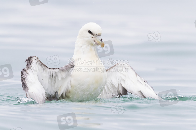 Northern Fulmar