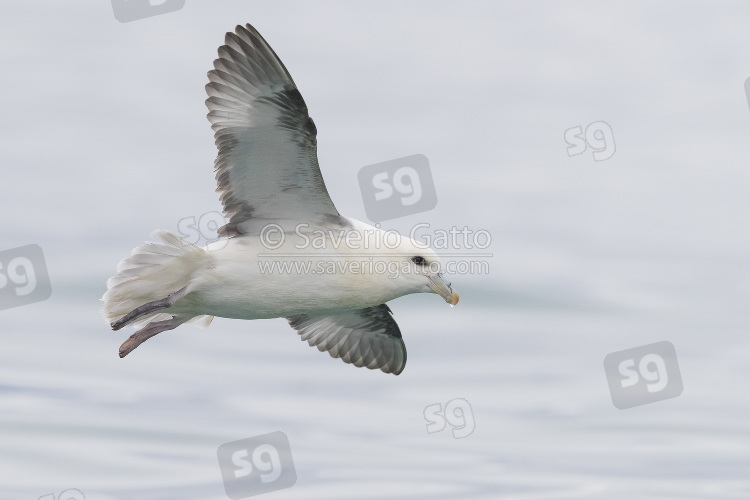 Northern Fulmar