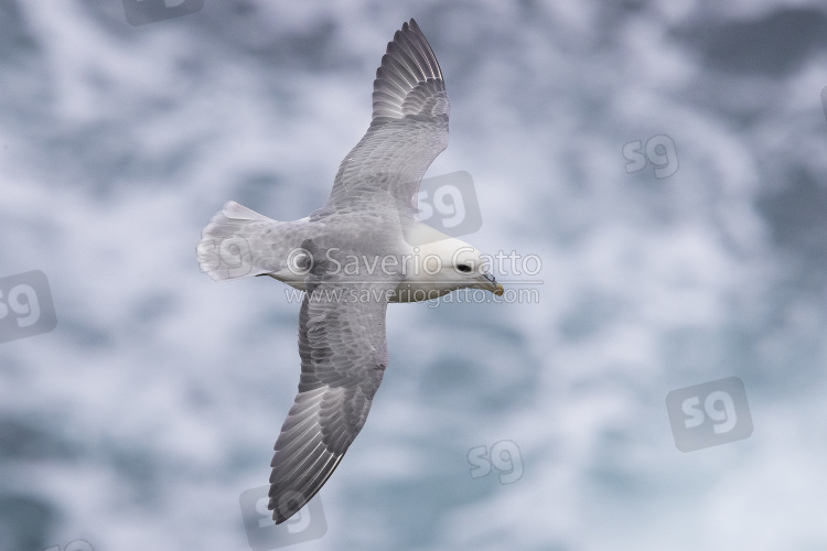 Northern Fulmar