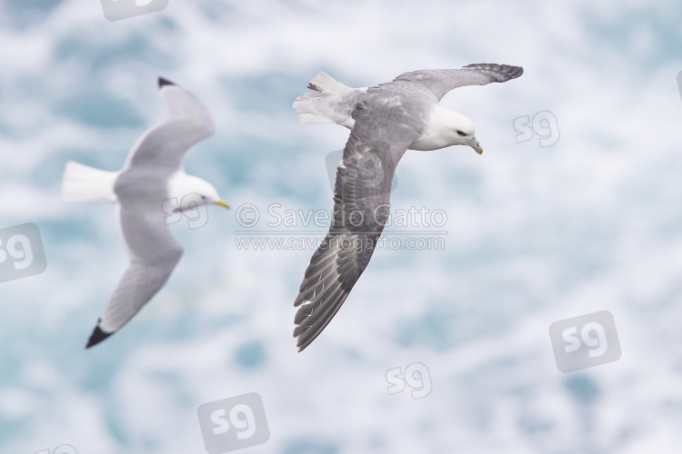 Northern Fulmar