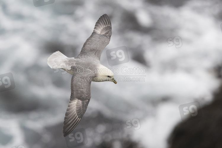 Northern Fulmar