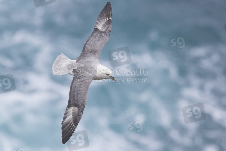 Northern Fulmar