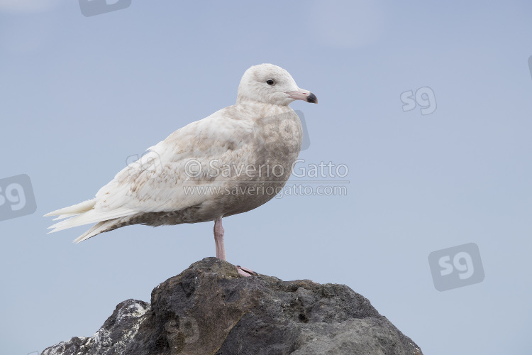 Glaucous Gull