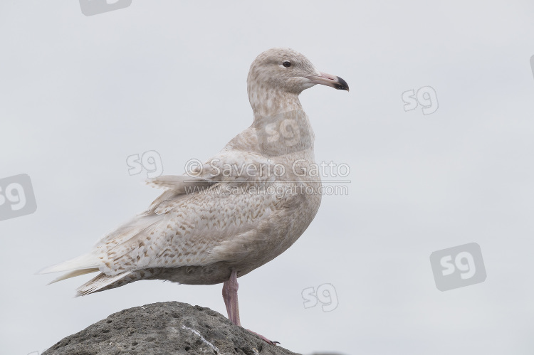 Glaucous Gull