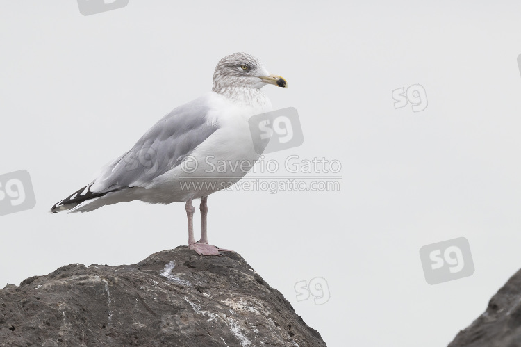 Glaucous Gull