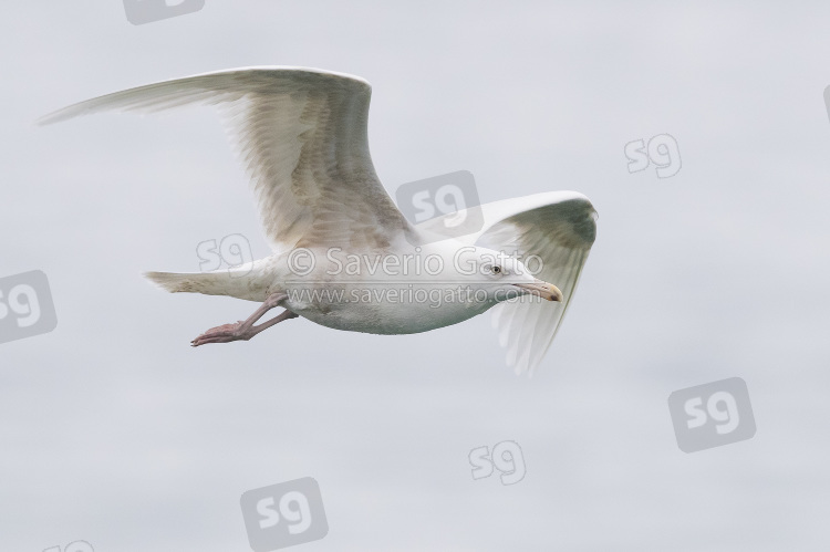 Glaucous Gull