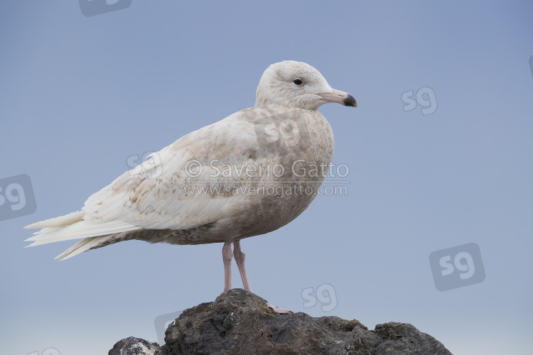 Glaucous Gull