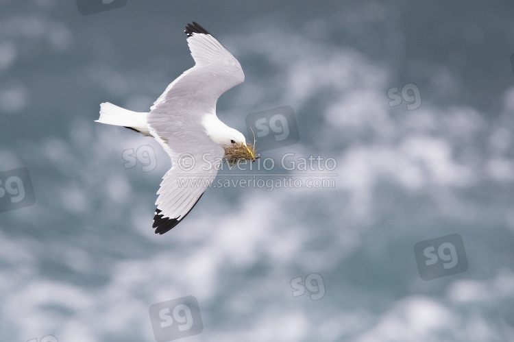 Black-legged Kittiwake