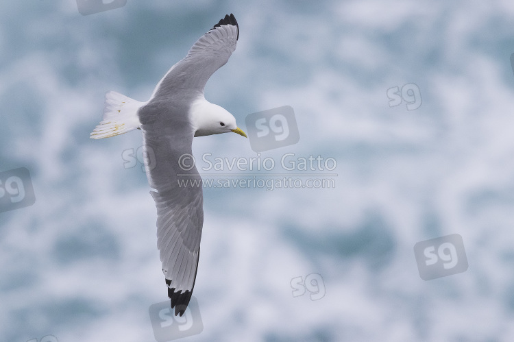 Black-legged Kittiwake