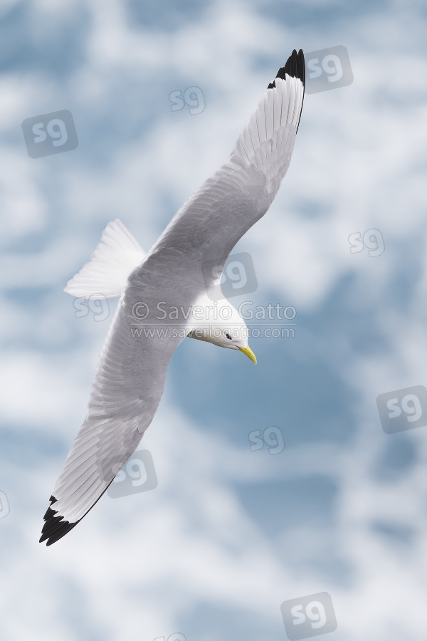 Black-legged Kittiwake