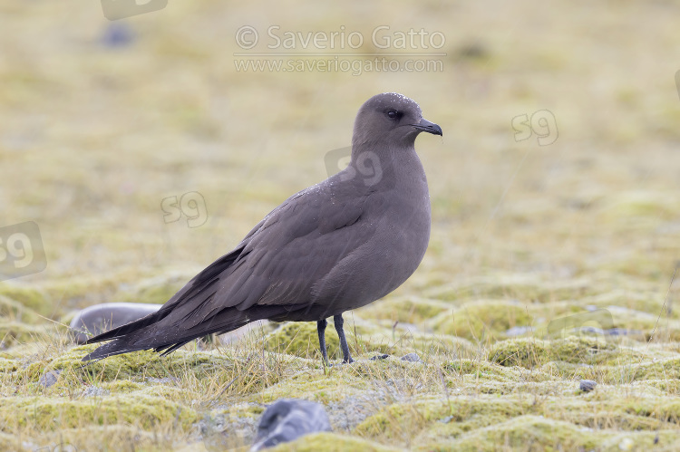 Parasitic Jaeger