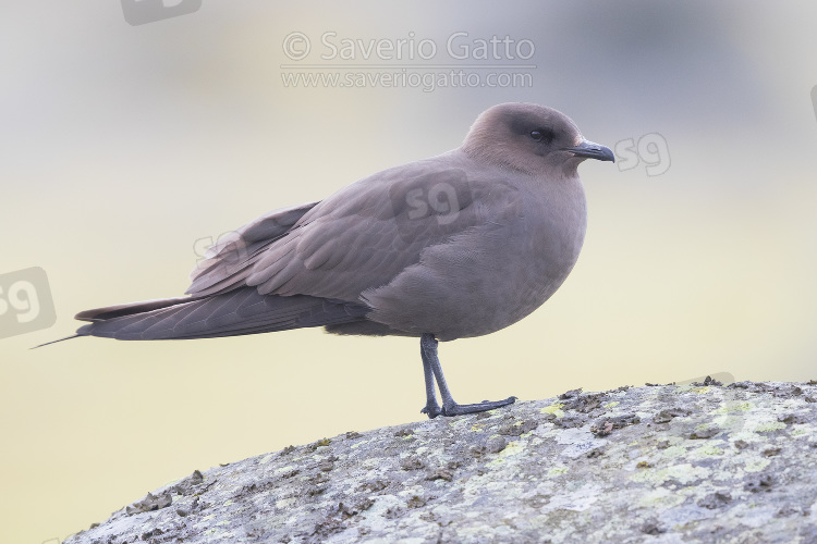 Parasitic Jaeger