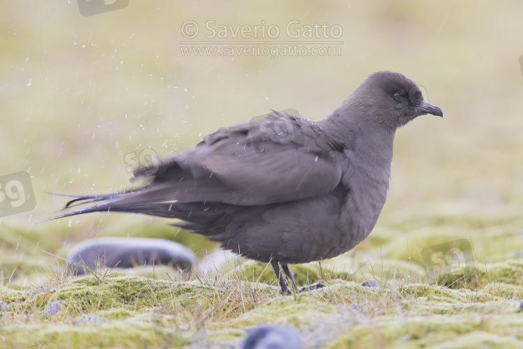 Parasitic Jaeger