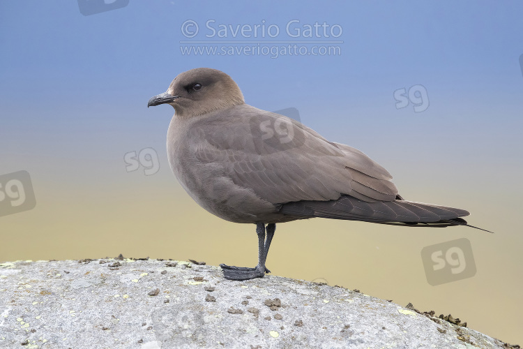 Parasitic Jaeger