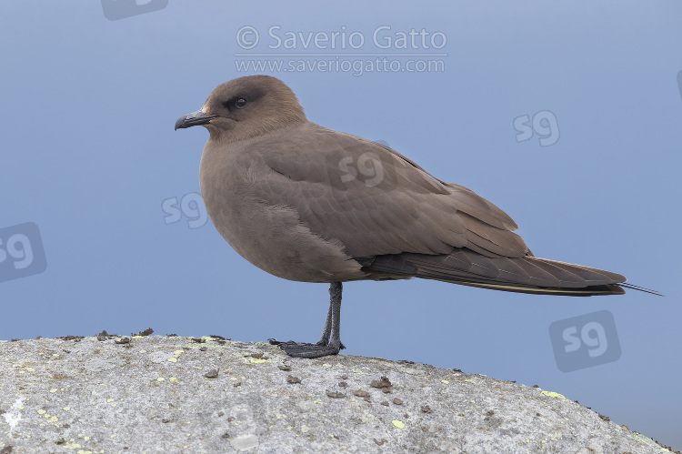 Parasitic Jaeger