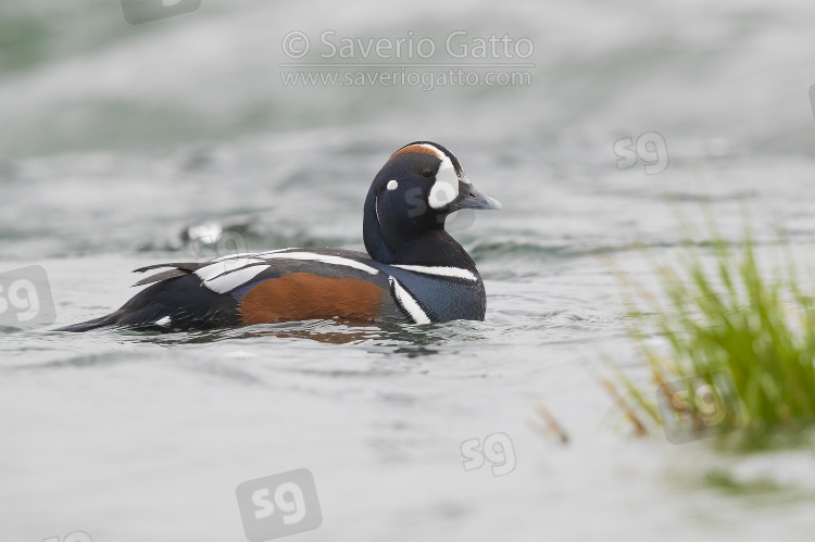 Harlequin Duck