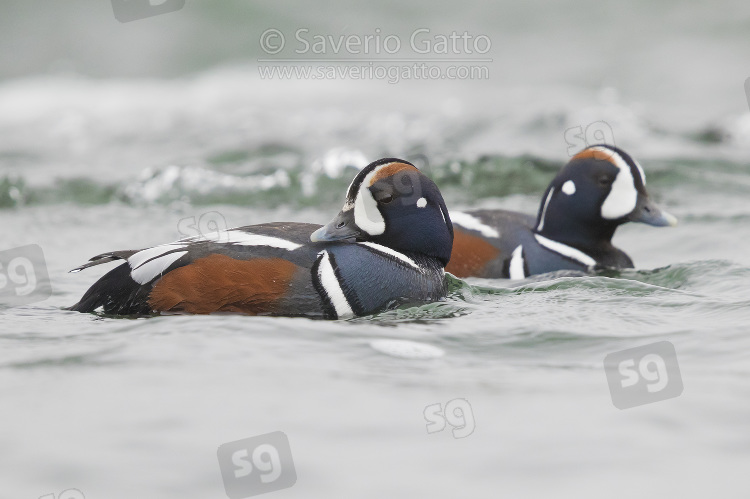 Harlequin Duck