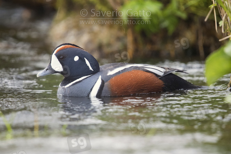 Harlequin Duck