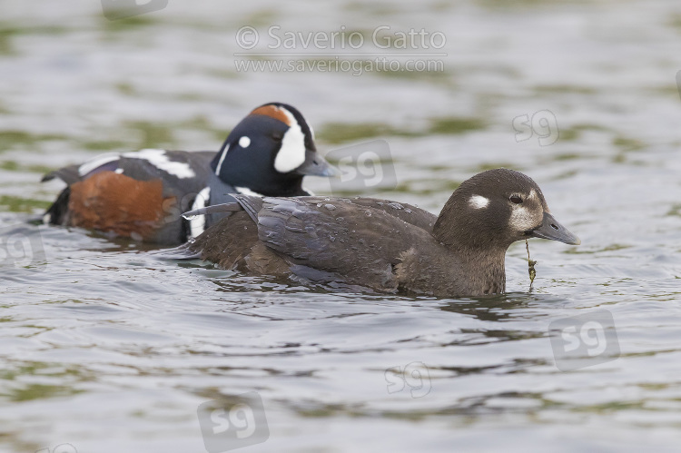 Harlequin Duck