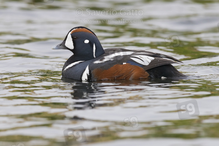 Harlequin Duck