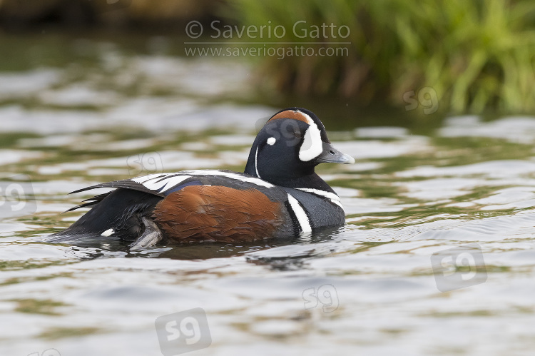 Harlequin Duck