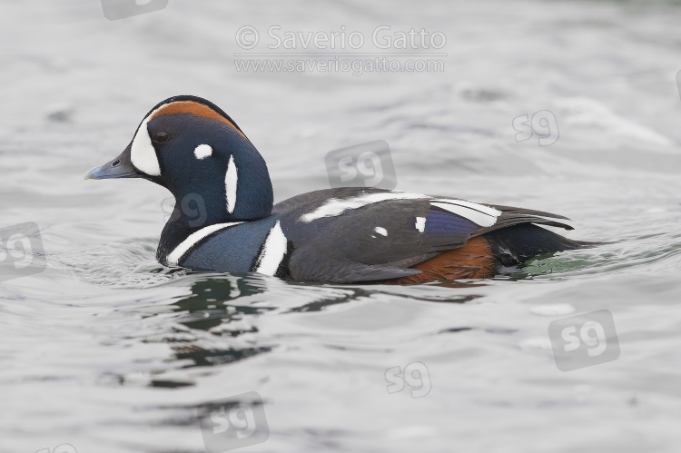 Harlequin Duck