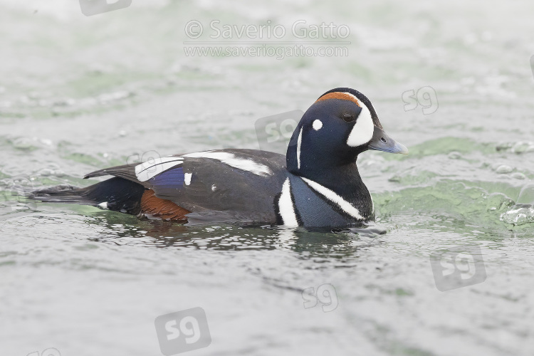 Harlequin Duck