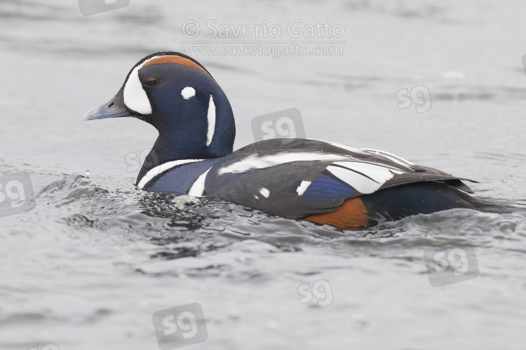 Harlequin Duck