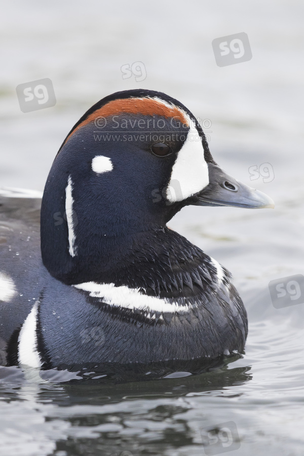 Harlequin Duck